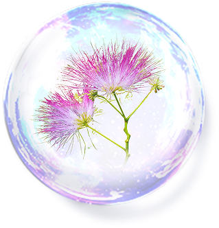 ネムノキ樹皮エキス※3