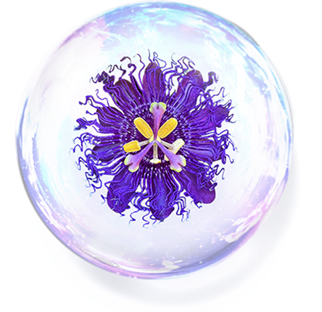 チャボトケイソウエキス※2