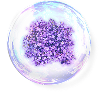 ラバンデュラハイブリダエキス※3